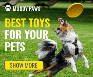Best Toys For Your Pets — Pet Shop