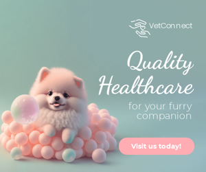 Quality Healthcare — For Your Furry Companion