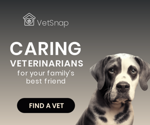 Caring Veterinarians — For Your Family's Best Friend