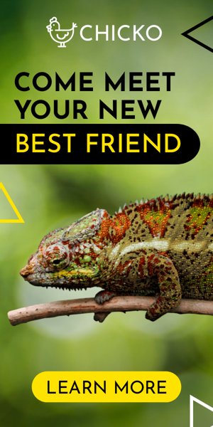 Banner ad template — Come Meet Your New Best Friend — Pet Shop