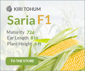 Saria F1 Corn Hybrid — Agriculture