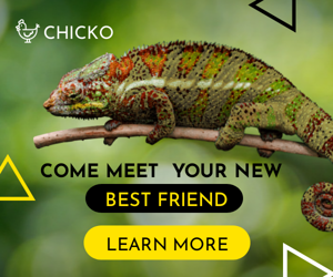 Come Meet Your New Best Friend — Pet Shop