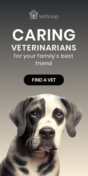 배너 광고 템플릿— 가족의 소중한 친구를 위한 배려 깊은 수의사들