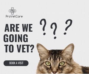 Are We Going — To Vet?