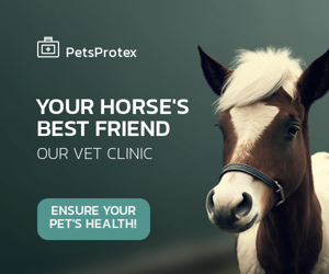 Your Horse's Best Friend — Our Vet Clinic