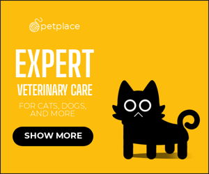 Expert Veterinary Care — For Cats, Dogs And More