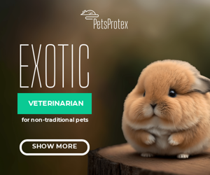 Exotic Veterinarian — For Non-Traditional Pets