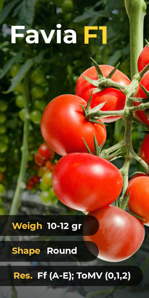 Szablon reklamy banerowej — Favia F1 Tomato Hybrid — Agriculture