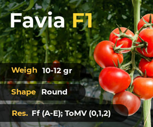 Favia F1 Tomato Hybrid — Agriculture