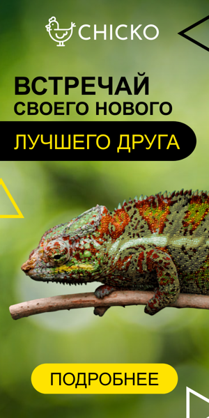Шаблон рекламного баннера — Встречай своего нового лучшего друга — зоомагазин