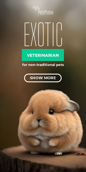 Banner ad template — Exotic Veterinarian — For Non-Traditional Pets